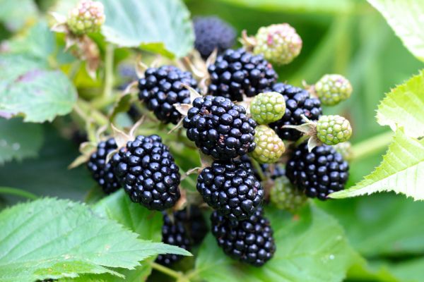 Blackberry Bush Removal in Merced