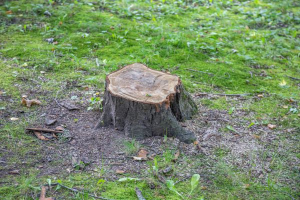 Bush Stump Removal in Merced