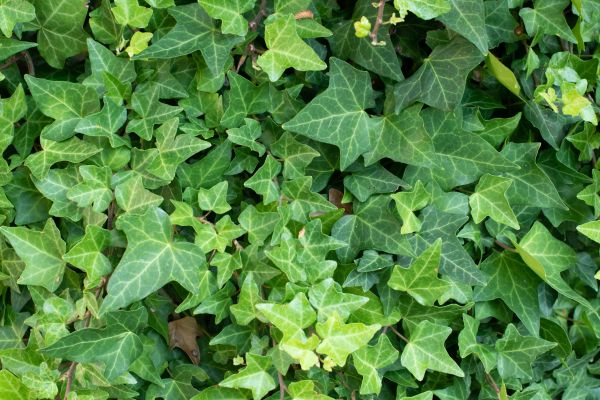 English Ivy Removal in Merced