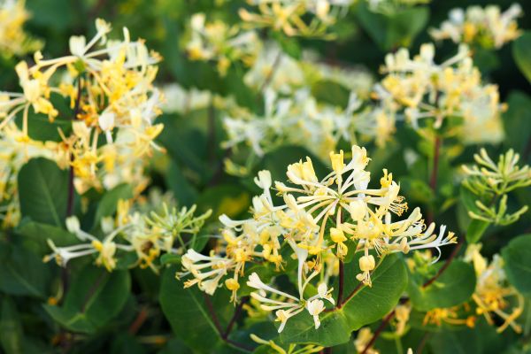 Honeysuckle Removal in Merced