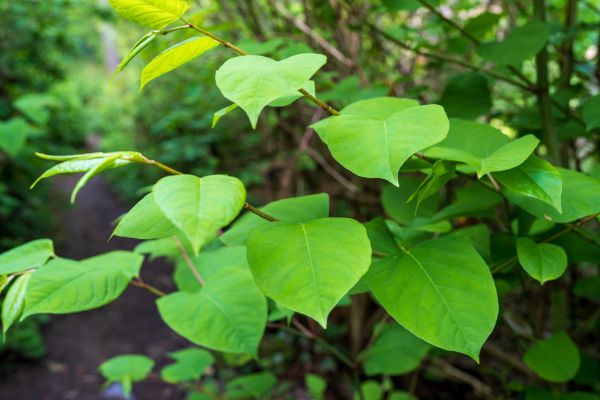Invasive Plant Removal in Merced