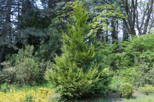 Juniper Pruning in Merced