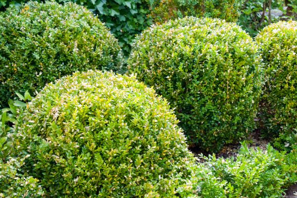 Landscape Trimming Service in Merced