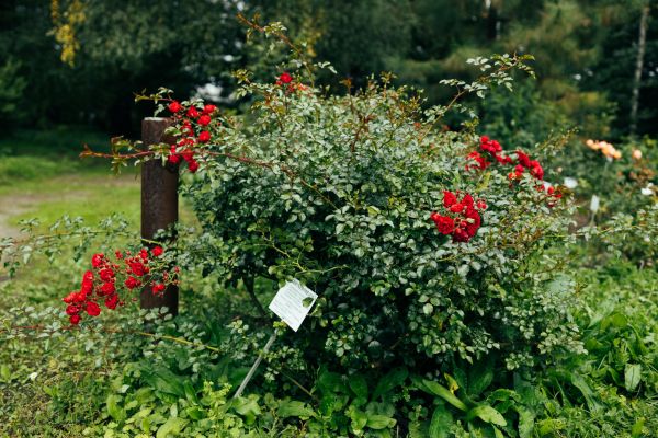 Rose Bush Removal in Merced