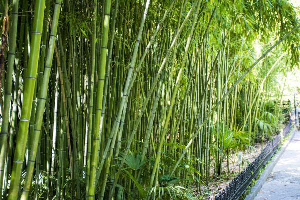 Bamboo Root Removal in Merced