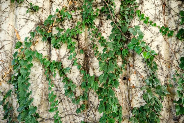 Vine Removal Service in Merced