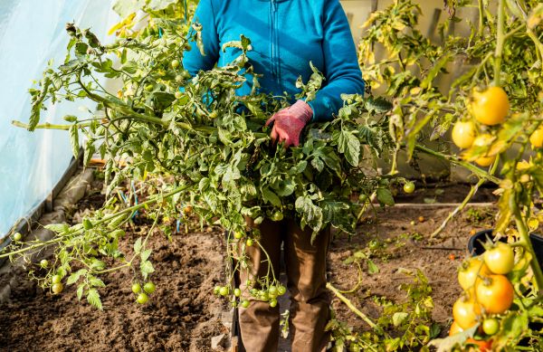 Garden Plant Removal in Merced