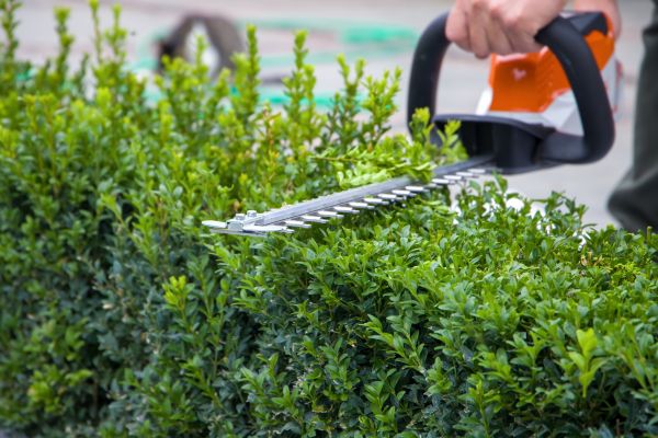 Hedge Shearing in Merced