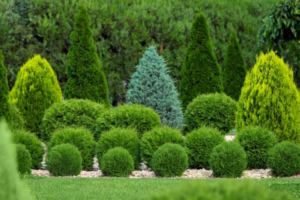 Shrub Shaping in Merced