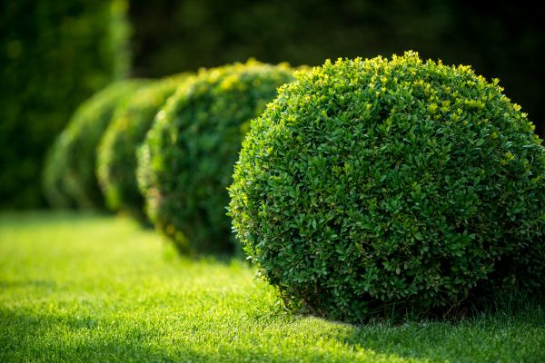 Cost of Bush Pruning in Merced
