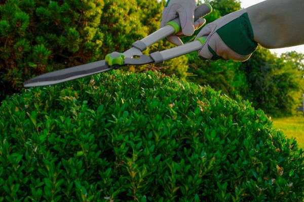 Topiary Shearing in Merced