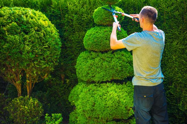 Topiary Shaping in Merced