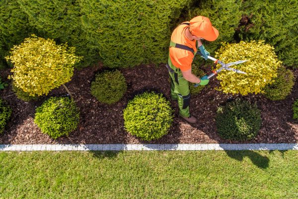 Topiary Trimming in Merced