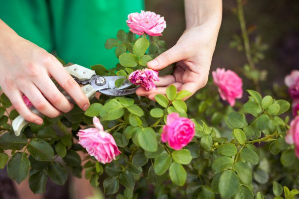 Rose Shearing in Merced