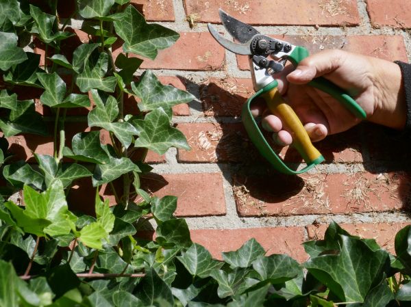 Ivy Removal Service in Merced