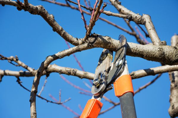 Selective Pruning in Merced