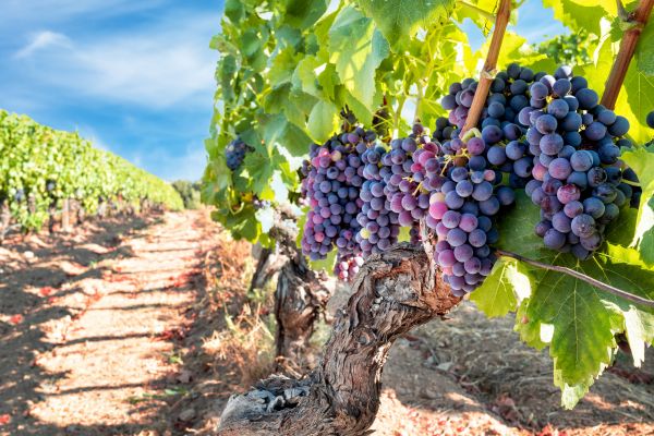 Cost of Grapevine Pruning in Merced