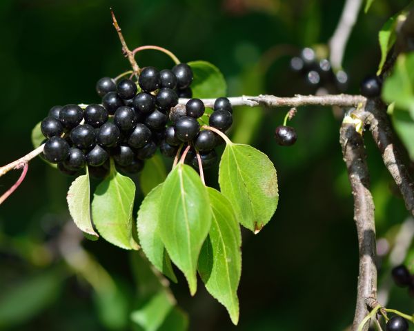 Buckthorn Removal in Merced