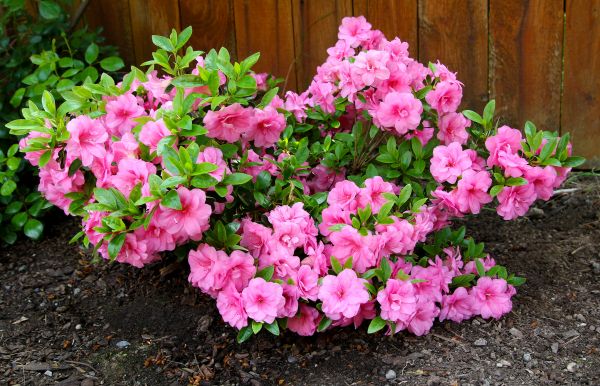 Azaleas Removal in Merced