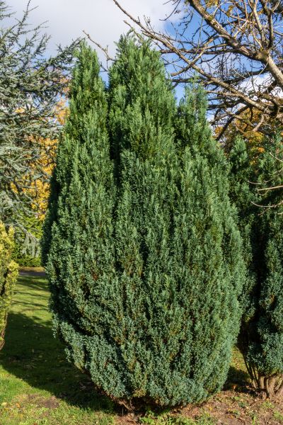 Juniper Trimming in Merced