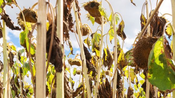Dead Plant Removal in Merced