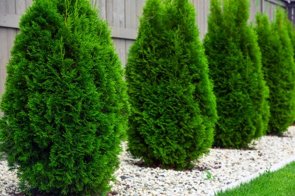 Arborvitae Pruning in Merced