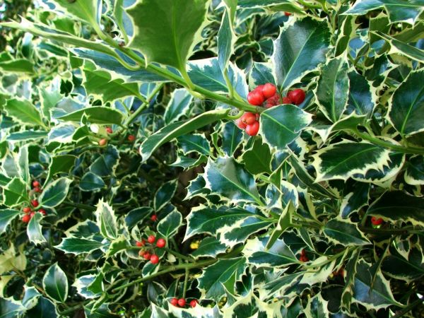 Holly Bushes Trimming in Merced