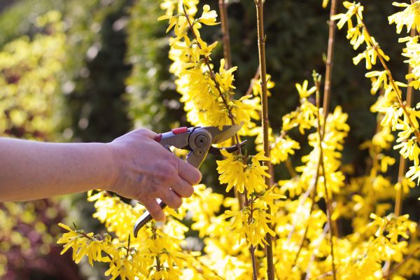 Forsythia Pruning in Merced