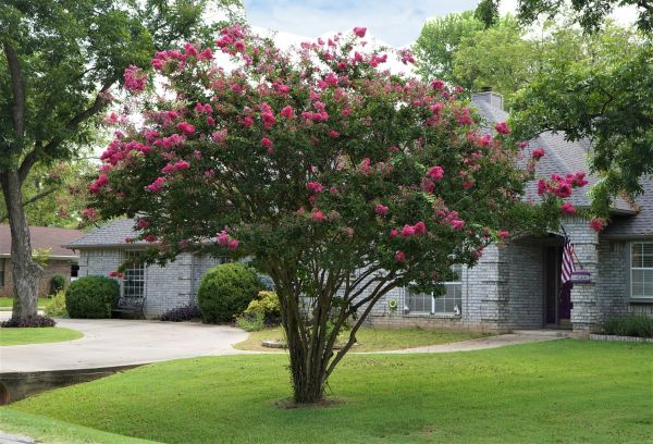 Crepe Myrtle Trimming in Merced