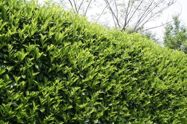 Laurel Shrub Removal in Merced