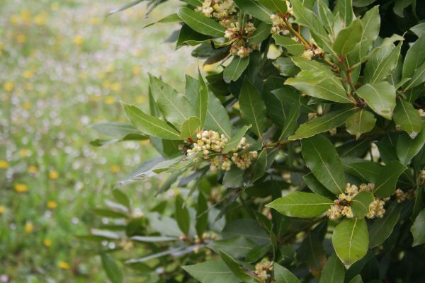 Laurel Trimming in Merced