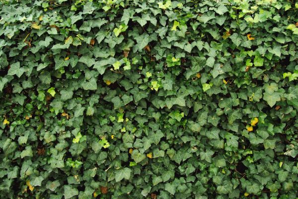 Ivy Pruning service in Merced