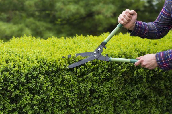 Evergreen Shrub Pruning in Merced