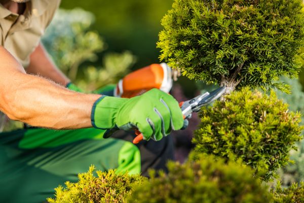 Landscape Pruning Service in Merced