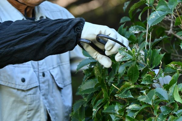 Holly Pruning in Merced
