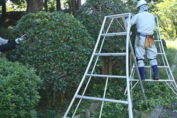 Holly Shaping in Merced