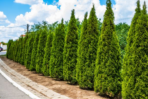 Arborvitae Shearing in Merced