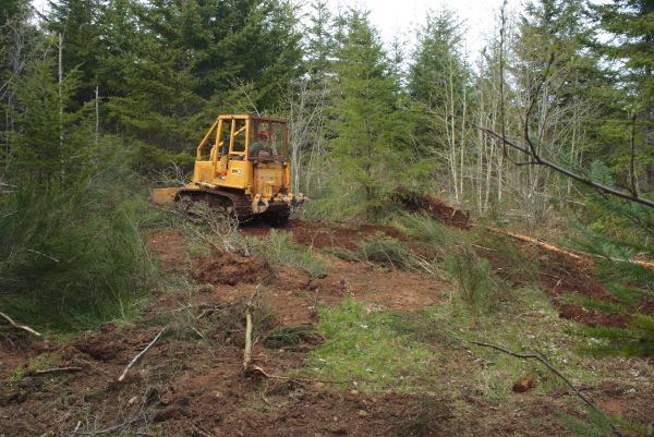 Shrubbery Clearing in Merced