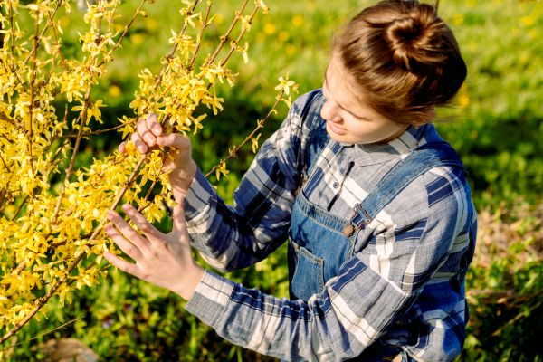 Forsythia Trimming in Merced