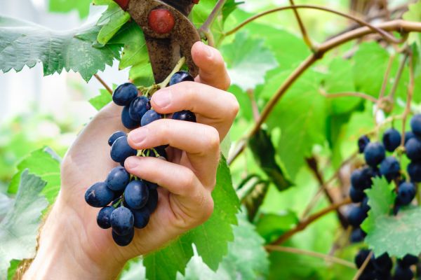 Vineyard Pruning in Merced
