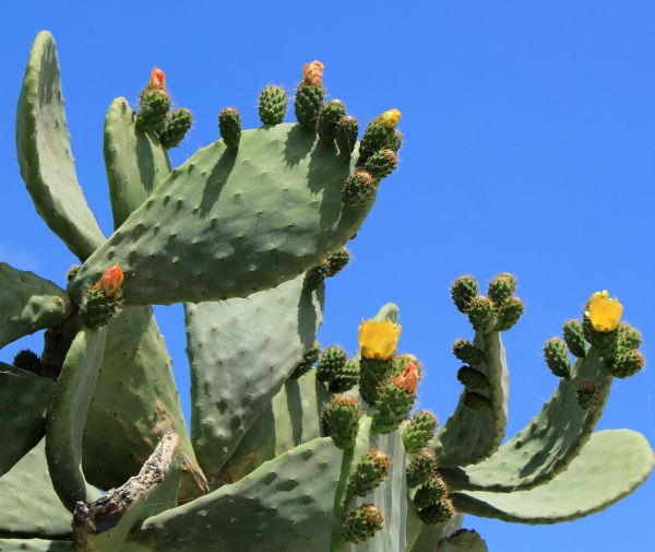 Cactus Removal in Merced