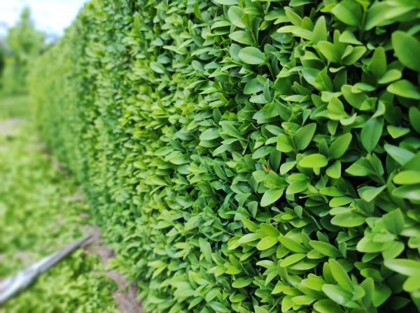 Cost of Boxwood Pruning in Merced