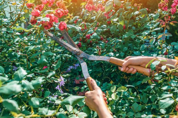 Knockout Roses Pruning in Merced