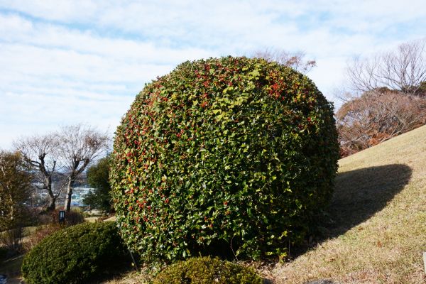 Holly Shrub Pruning in Merced