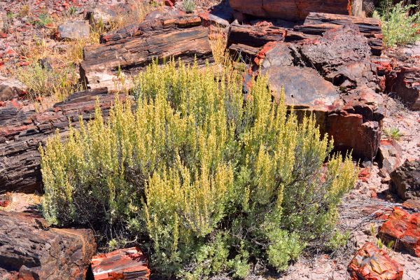 Sagebrush Removal in Merced