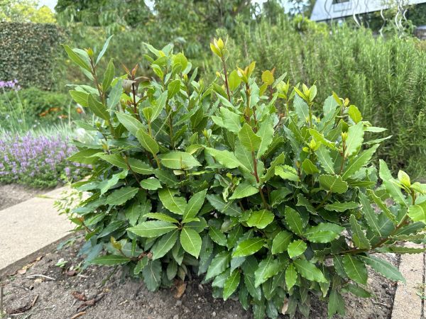 Laurel Hedge Trimming in Merced