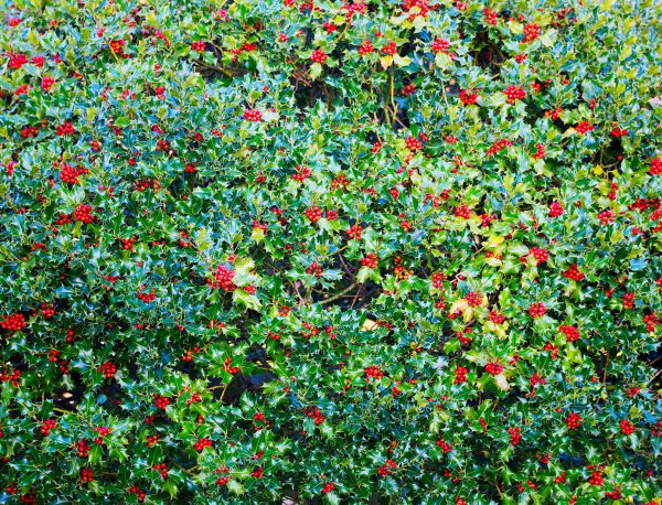 Holly Bush Removal in Merced
