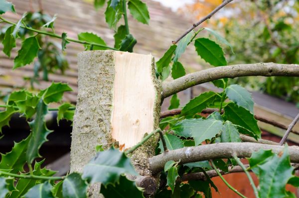 Holly Tree Removal in Merced