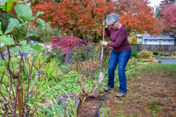 Dead Bush Removal in Merced