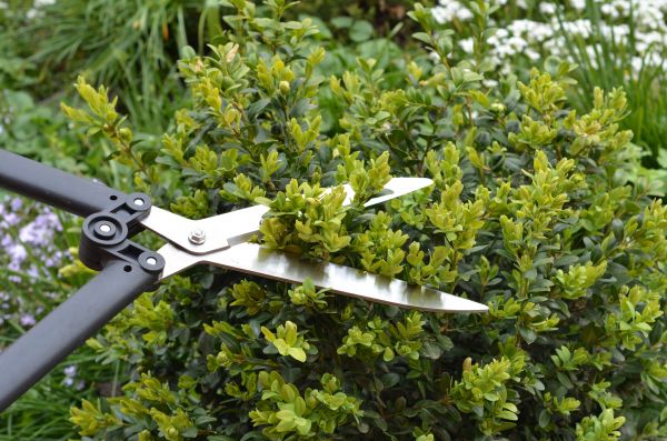 Cost of Boxwood Trimming in Merced